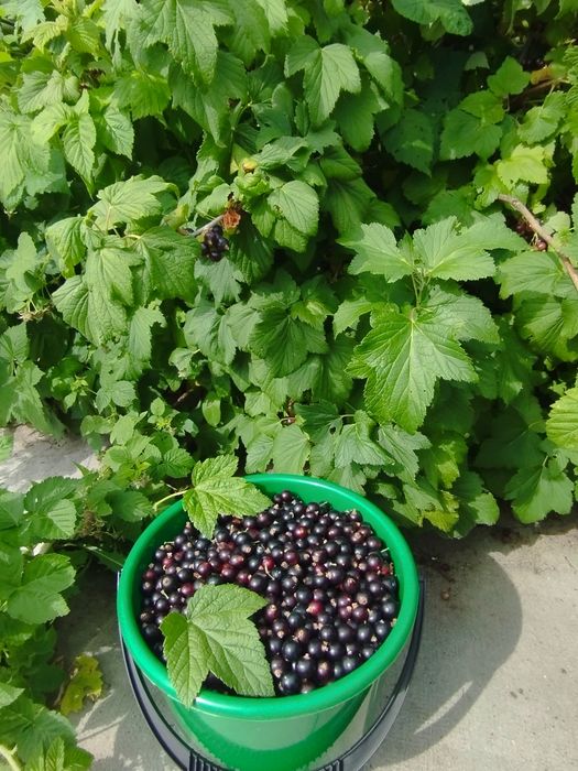 Продам чёрную смородину, дачная
