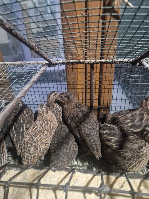 Prepelite si pui de prepelite