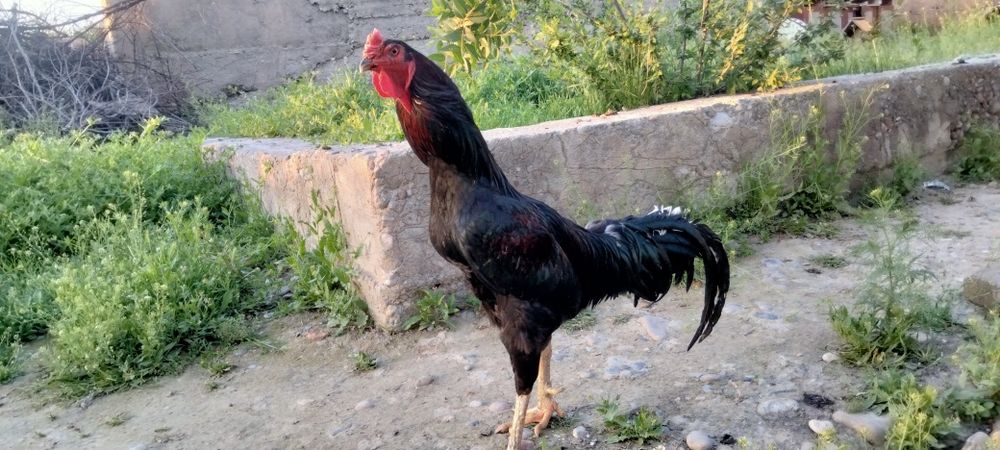 Хонаки товуклар тухумлари бор.