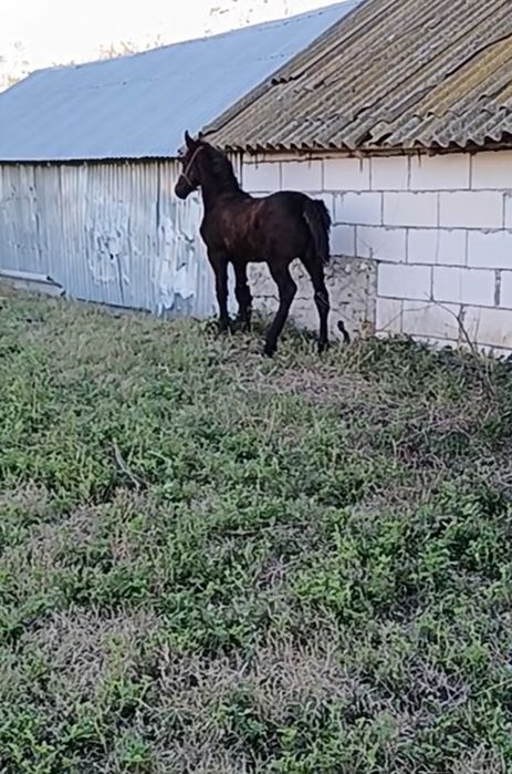 Mânza metis Frizian