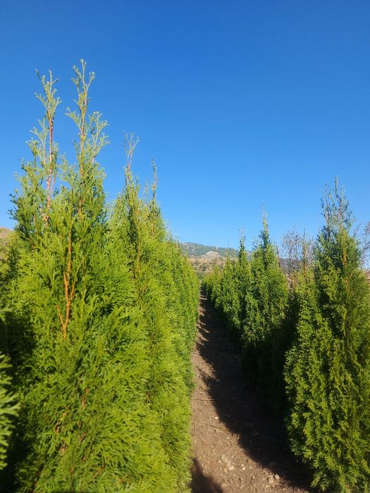 Tuia  Smaragd 150-160 cm