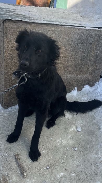 отдам в добрые руки