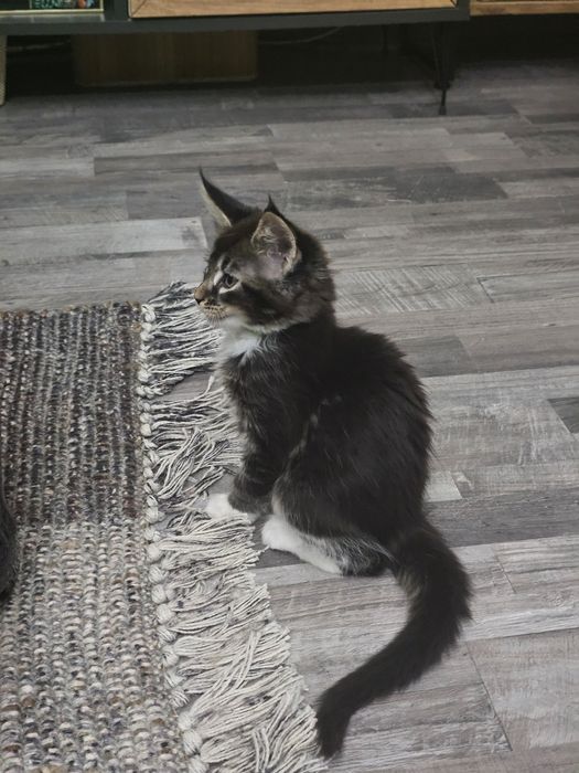 Maine coon femela