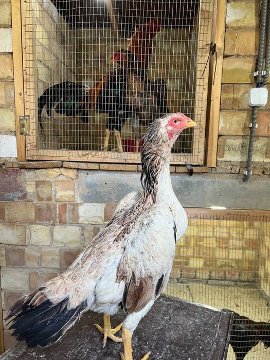 Dakan tovuq sotiladi