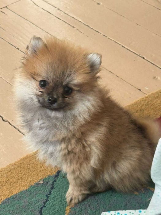 Мини Померанче Момиче