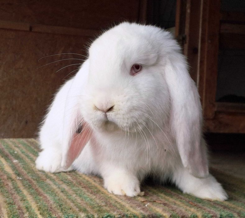 Iepuri berbec german