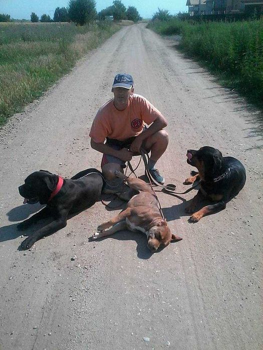 servicii de dresaj si pensiune canina