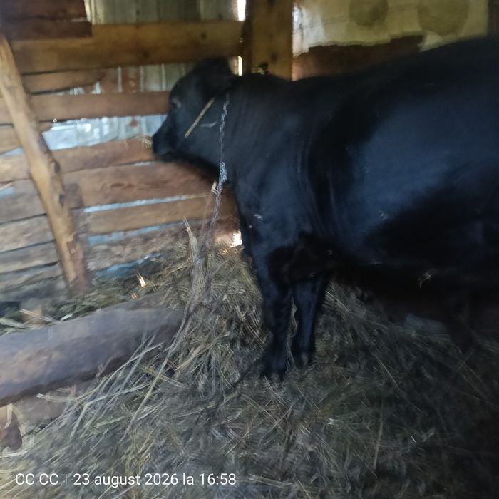 Vând Taur Angus 1