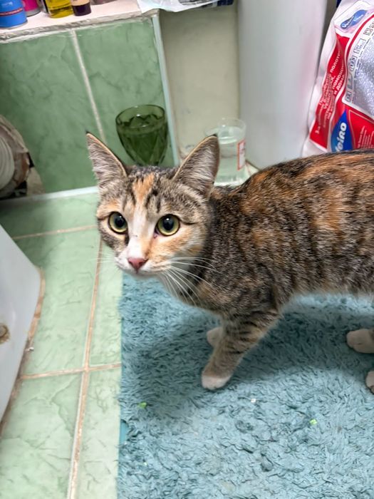 Кошечка ищет дом