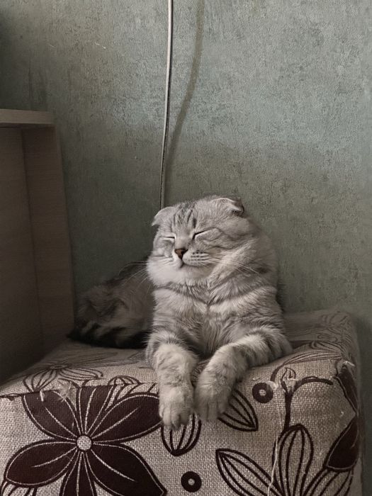 Вязка. Шотландский вислоухий красавец