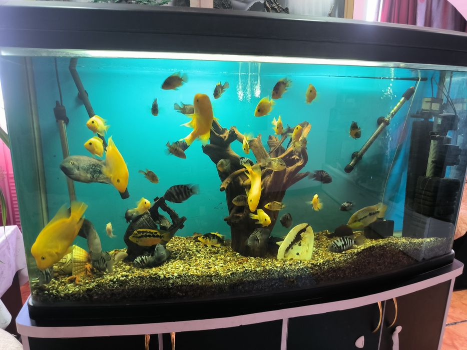 Продам аквариум с рыбками