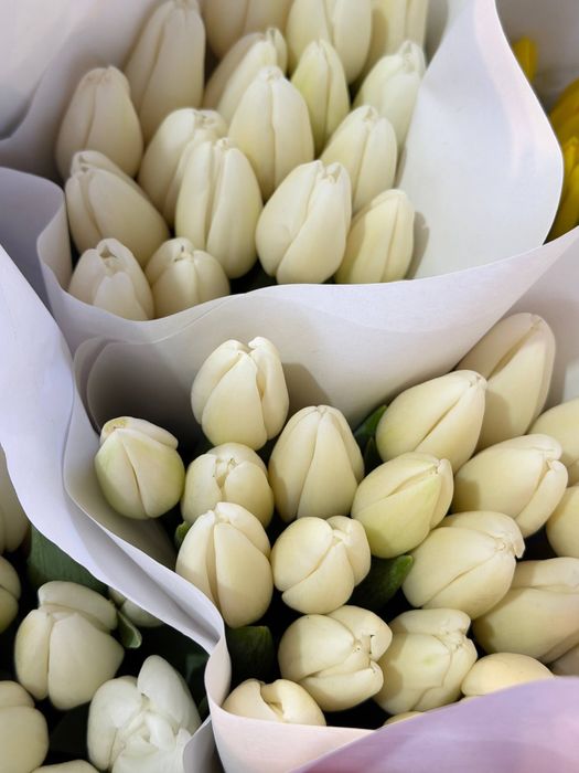 Лолалар ТЮЛЬПАНЫ Ташкент