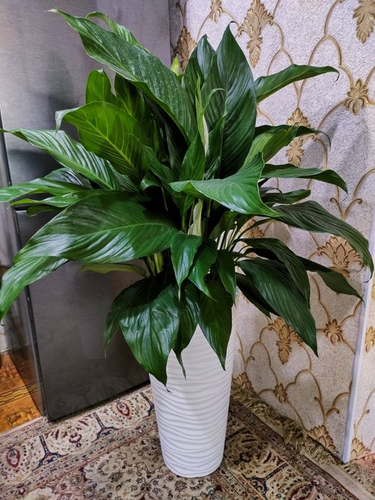 Цветы. Растения. Доставка