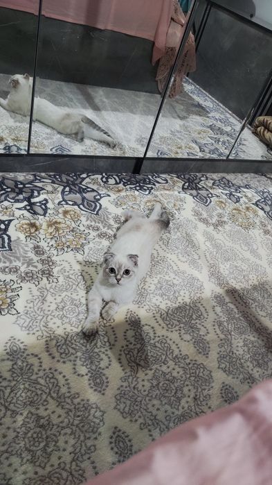 Britanskiy Shinshila Mushuk sotiladi