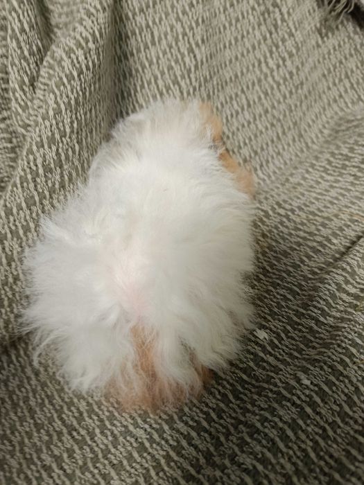 Морски свинчета альпако, розетка