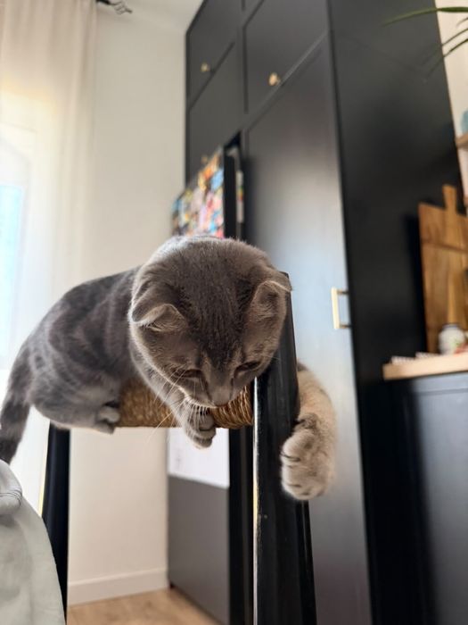 Продам шотландского вислоухого котика