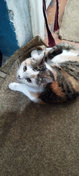 Котята в хорошие руки