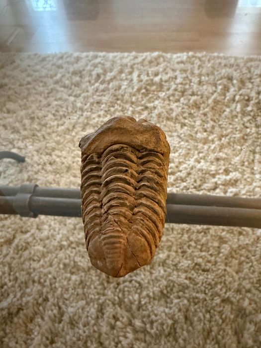 Fosilă Trilobit Phacops – Devonian – Autentic  ~ 390 milioane ani!