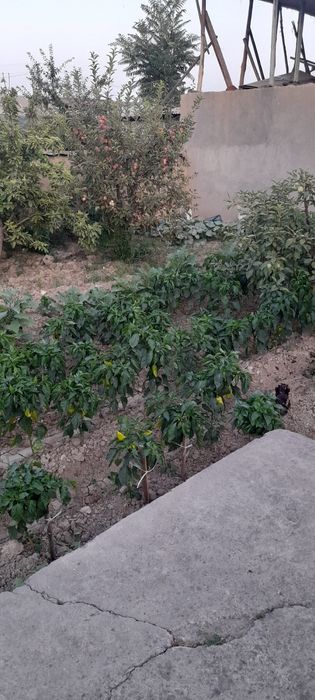 Учаска сотилади Хасанбой