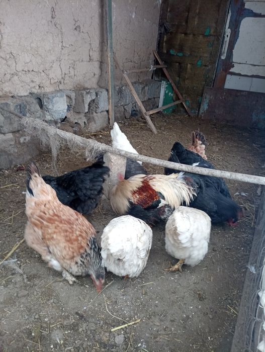 Қораз қораз қораз