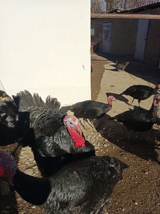 Индюки продаются!