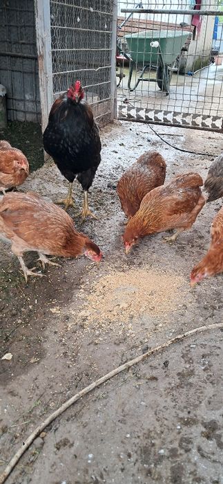 Gaini araucana Onești