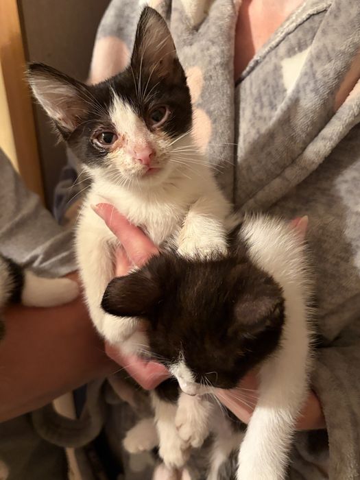 Отдаю котят милых