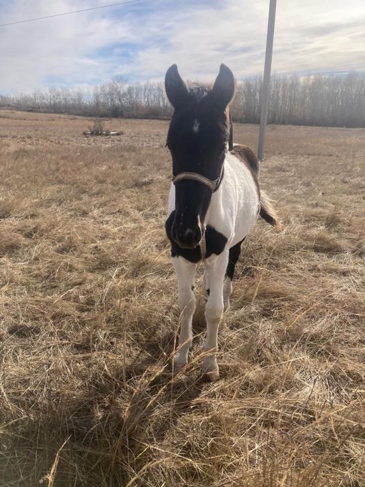 Жабағы  сатылады