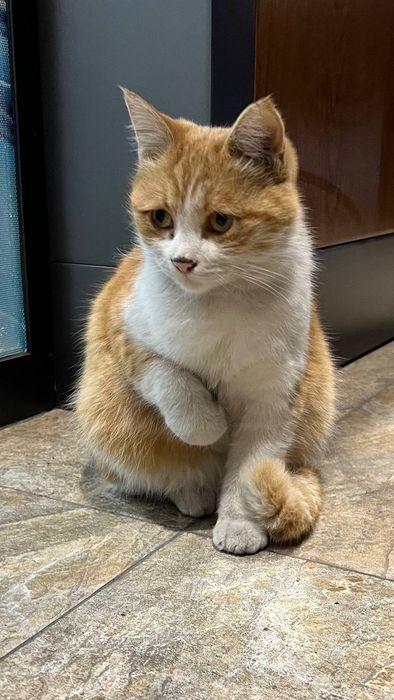 Пристраивается молодая кошечка