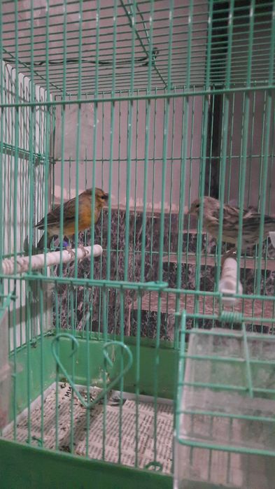 Канарейкалар бар