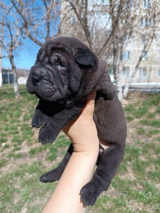 Продаются щенки шарпея