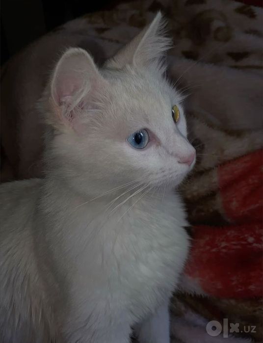 Zoti: Turetiski Angora  sotiladi   NARXI:500ming
