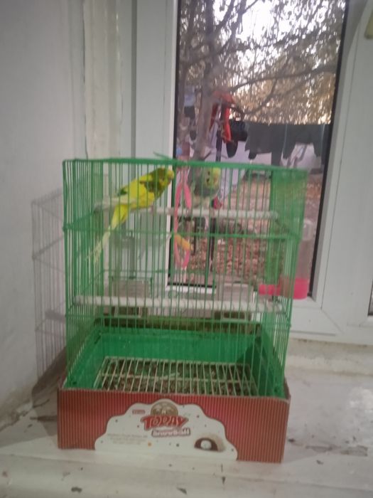 Папугай сатылады екеуінің бағасы 30000тг