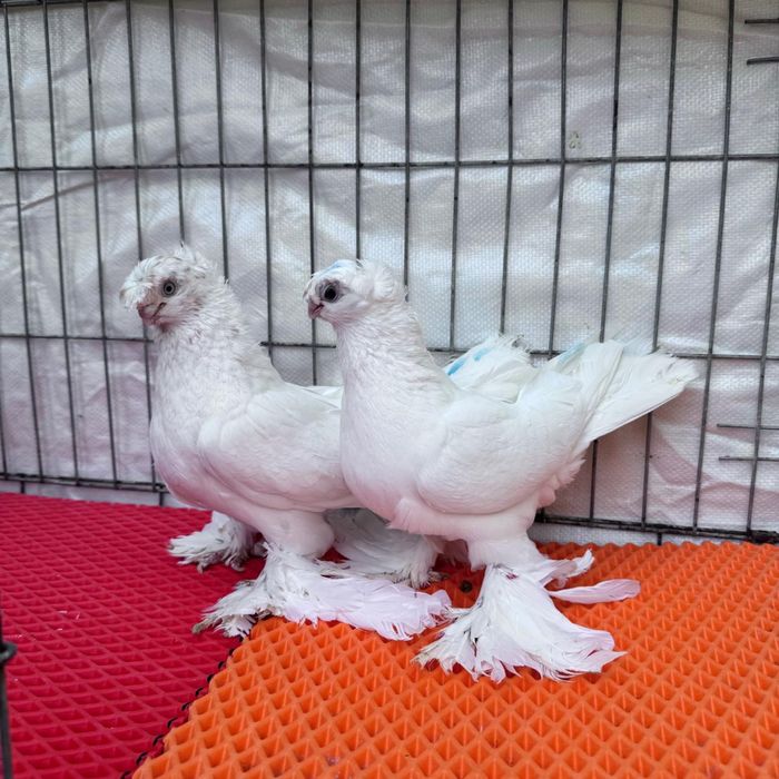 Продам голубей кептерлер сатылымда