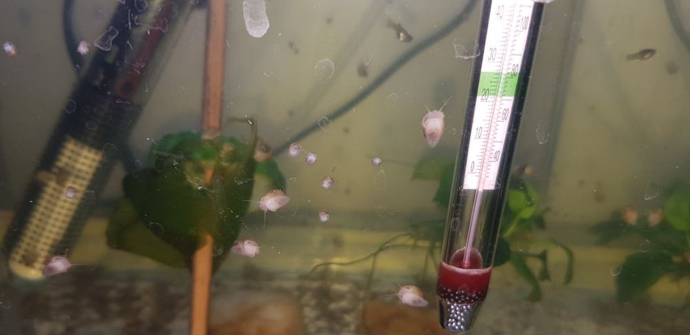 Melci de apa Pomaceea galbeni