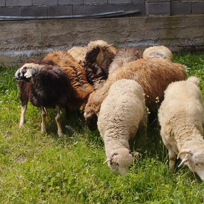 Продам баранов от 35 ,,до 42