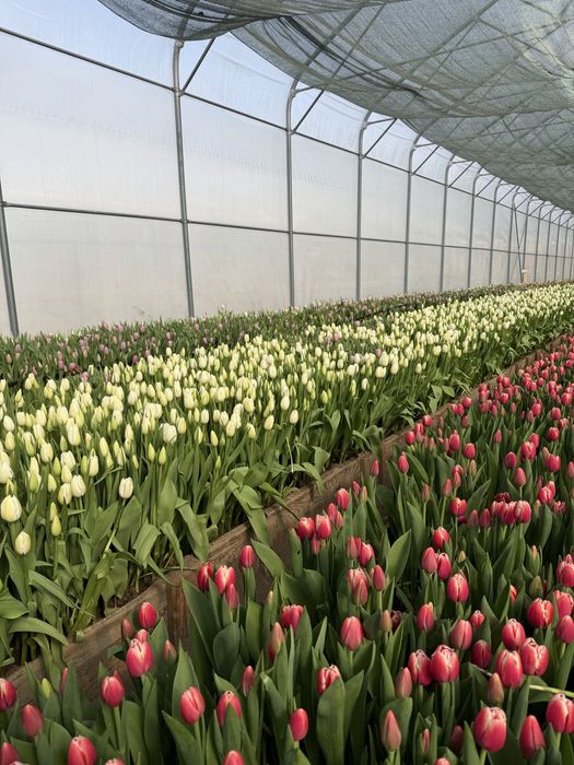 Тюльпаны оптом к 8 марта , от теплицы.