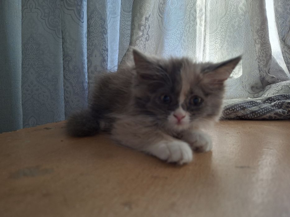 Продается котенок девочка 2 месяца