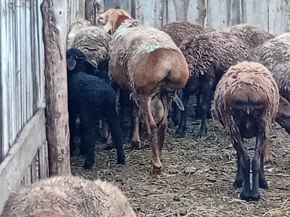 Кошкар гисар афган