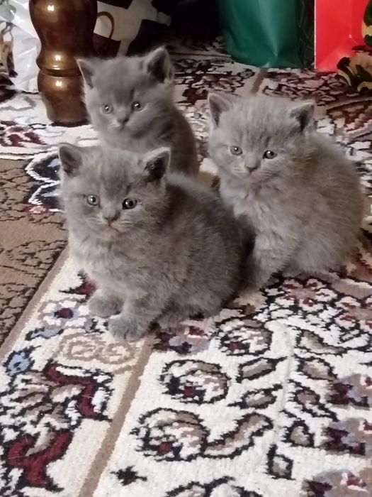 Bititaniski mushukchalar