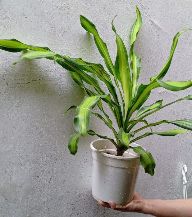 Драцена  (Massangeana). Драцена- дерево счастья.Цветы для дома и офиса