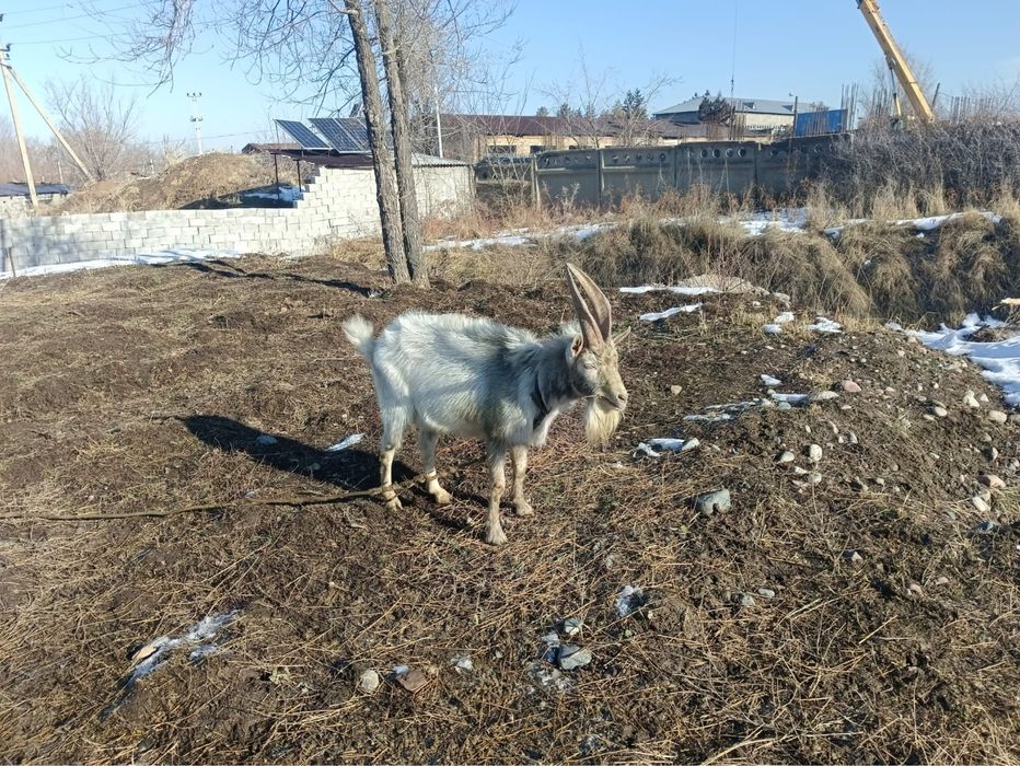 Продается козел живой