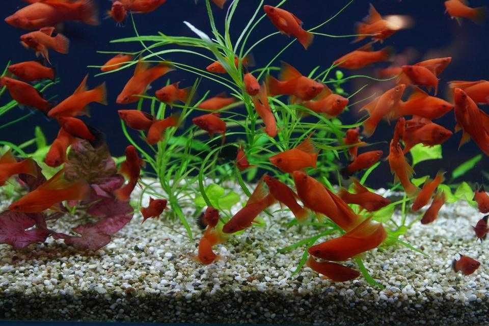 Аквариумни рибки хелер, хелер албино ред