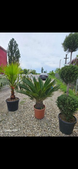 Vând plante ornamentale