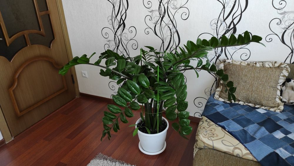 Замиакулькас.10000тг.