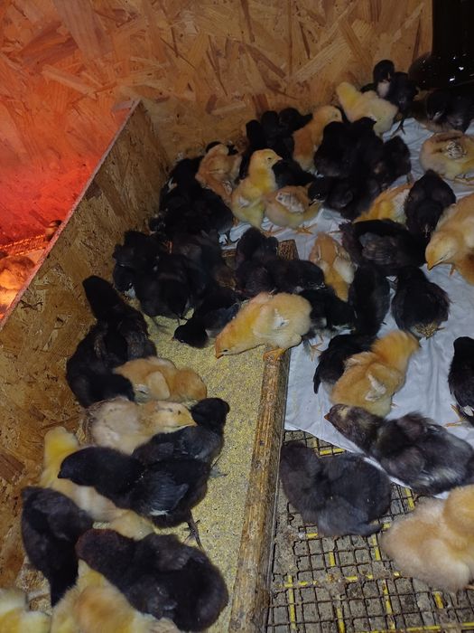 Pui de casă de o săptămână