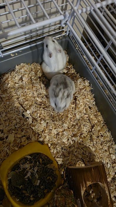 Vand familie hamsteri