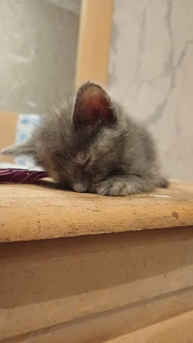 Отдаю котят в добрые руки