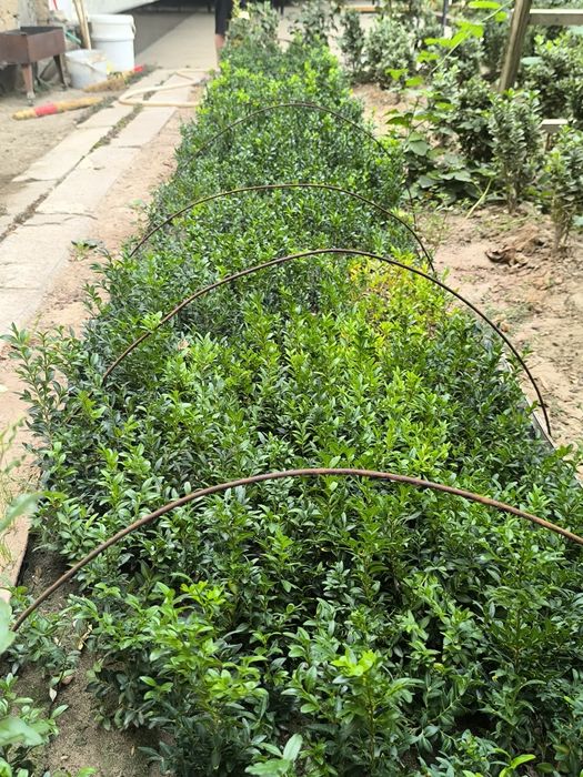 Shamshod ko'chatlari