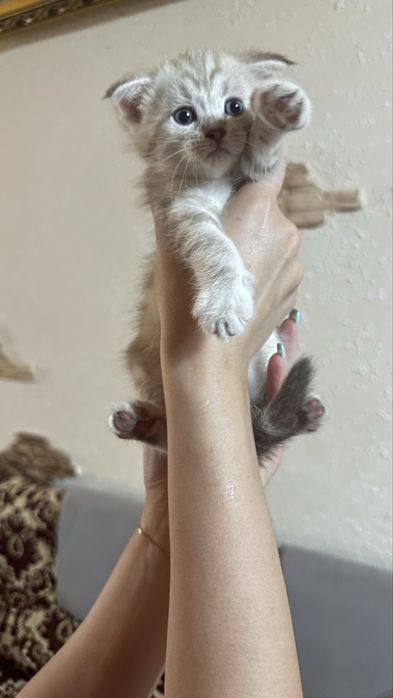 Котята красивые продаются